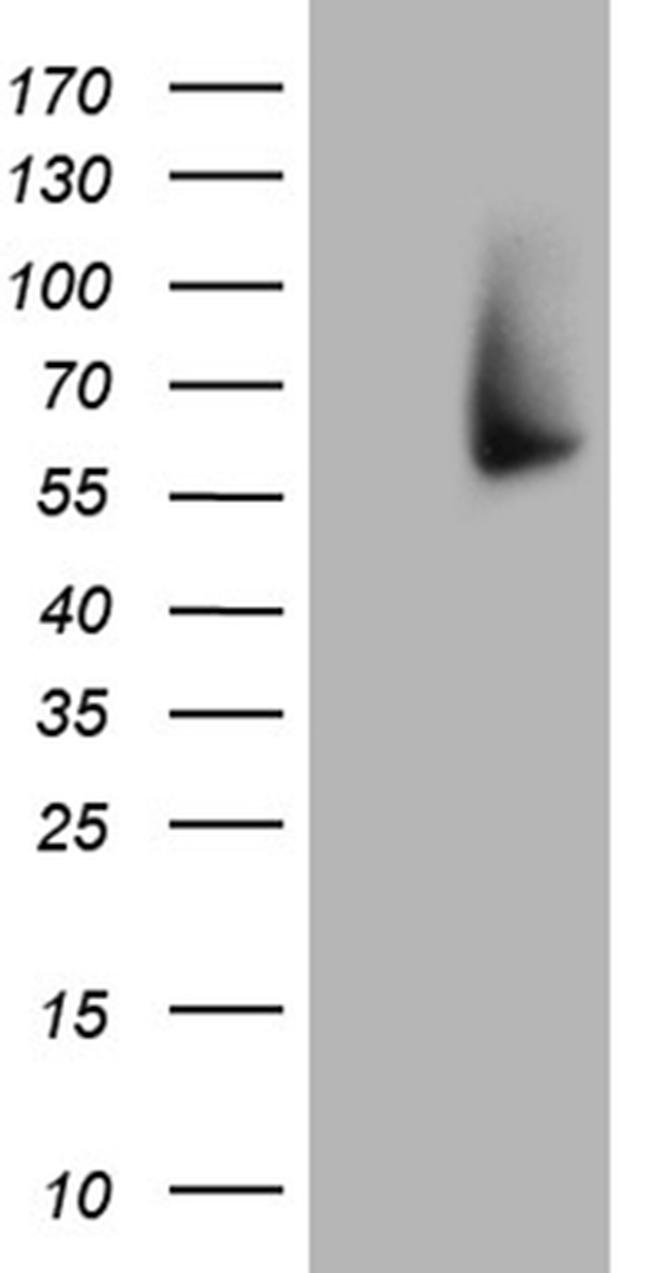 FMO3 Antibody in Western Blot (WB)