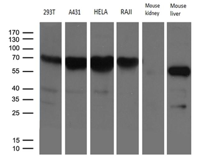 FMO3 Antibody in Western Blot (WB)