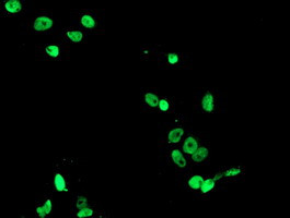 FMR1 Antibody in Immunocytochemistry (ICC/IF)