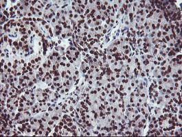 FMR1 Antibody in Immunohistochemistry (Paraffin) (IHC (P))