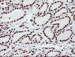 FMR1 Antibody in Immunohistochemistry (Paraffin) (IHC (P))