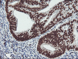 FMR1 Antibody in Immunohistochemistry (Paraffin) (IHC (P))