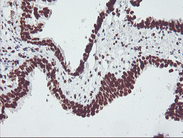 FMR1 Antibody in Immunohistochemistry (Paraffin) (IHC (P))