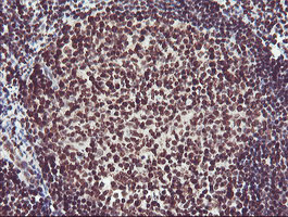 FMR1 Antibody in Immunohistochemistry (Paraffin) (IHC (P))