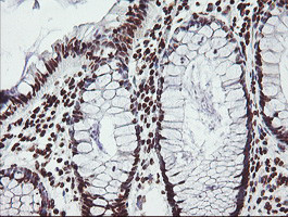 FMR1 Antibody in Immunohistochemistry (Paraffin) (IHC (P))