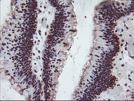 FMR1 Antibody in Immunohistochemistry (Paraffin) (IHC (P))