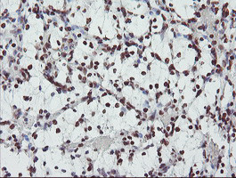 FMR1 Antibody in Immunohistochemistry (Paraffin) (IHC (P))