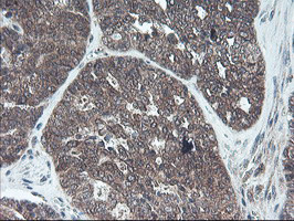 FMR1 Antibody in Immunohistochemistry (Paraffin) (IHC (P))