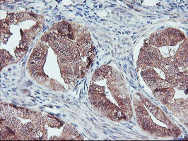 FMR1 Antibody in Immunohistochemistry (Paraffin) (IHC (P))