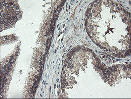 FMR1 Antibody in Immunohistochemistry (Paraffin) (IHC (P))