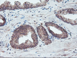 FMR1 Antibody in Immunohistochemistry (Paraffin) (IHC (P))