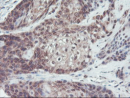 FMR1 Antibody in Immunohistochemistry (Paraffin) (IHC (P))