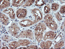 FMR1 Antibody in Immunohistochemistry (Paraffin) (IHC (P))