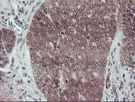 FMR1 Antibody in Immunohistochemistry (Paraffin) (IHC (P))