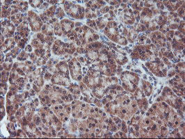 FMR1 Antibody in Immunohistochemistry (Paraffin) (IHC (P))