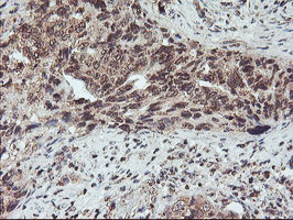 FMR1 Antibody in Immunohistochemistry (Paraffin) (IHC (P))