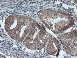 FMR1 Antibody in Immunohistochemistry (Paraffin) (IHC (P))