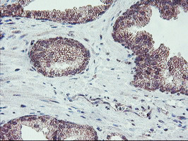 FMR1 Antibody in Immunohistochemistry (Paraffin) (IHC (P))