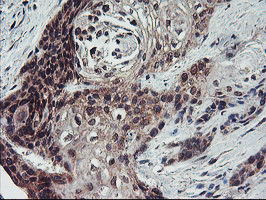 FMR1 Antibody in Immunohistochemistry (Paraffin) (IHC (P))