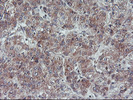 FMR1 Antibody in Immunohistochemistry (Paraffin) (IHC (P))