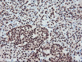 FMR1 Antibody in Immunohistochemistry (Paraffin) (IHC (P))