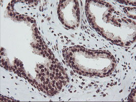 FMR1 Antibody in Immunohistochemistry (Paraffin) (IHC (P))