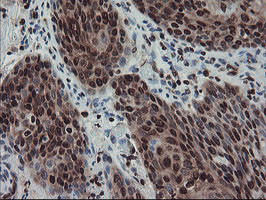 FMR1 Antibody in Immunohistochemistry (Paraffin) (IHC (P))