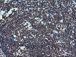 FMR1 Antibody in Immunohistochemistry (Paraffin) (IHC (P))