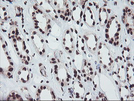 FMR1 Antibody in Immunohistochemistry (Paraffin) (IHC (P))