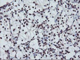 FMR1 Antibody in Immunohistochemistry (Paraffin) (IHC (P))