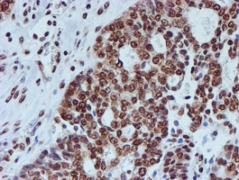 FMR1 Antibody in Immunohistochemistry (Paraffin) (IHC (P))