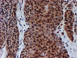 FMR1 Antibody in Immunohistochemistry (Paraffin) (IHC (P))