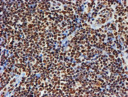 FMR1 Antibody in Immunohistochemistry (Paraffin) (IHC (P))