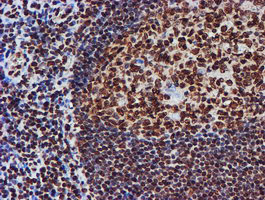 FMR1 Antibody in Immunohistochemistry (Paraffin) (IHC (P))