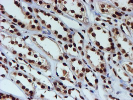 FMR1 Antibody in Immunohistochemistry (Paraffin) (IHC (P))