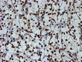 FMR1 Antibody in Immunohistochemistry (Paraffin) (IHC (P))