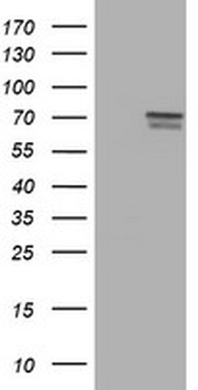 FMR1 Antibody in Western Blot (WB)