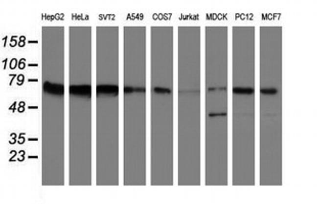 FMR1 Antibody in Western Blot (WB)