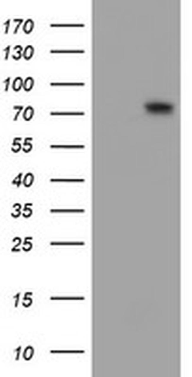 FMR1 Antibody in Western Blot (WB)