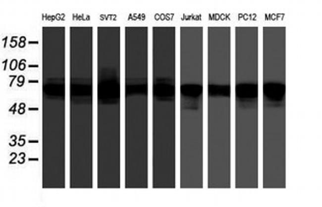 FMR1 Antibody in Western Blot (WB)