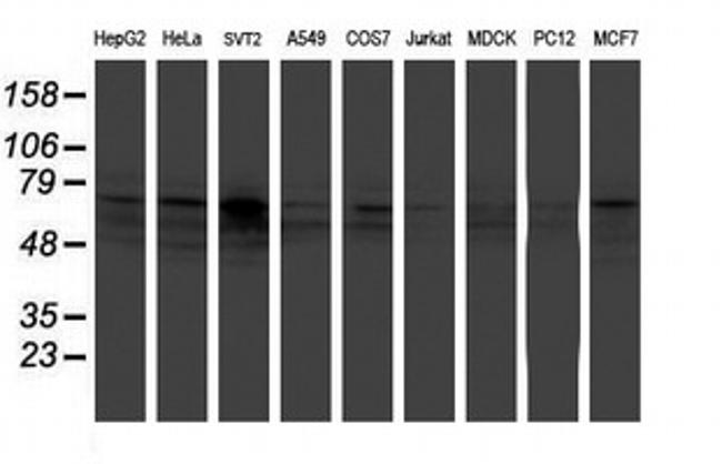 FMR1 Antibody in Western Blot (WB)