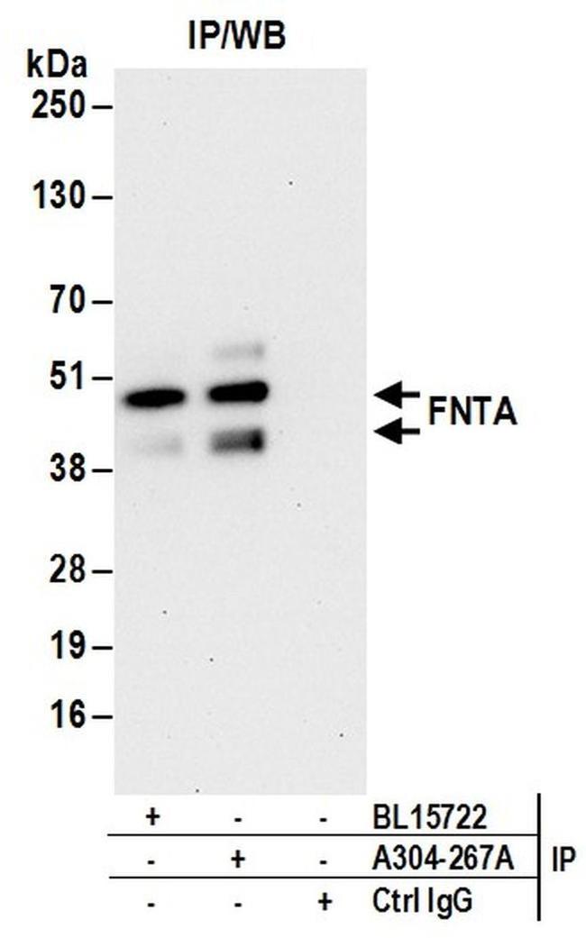 FNTA Antibody in Western Blot (WB)