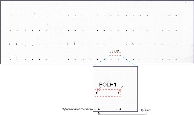 FOLH1 Antibody in Peptide array (ARRAY)