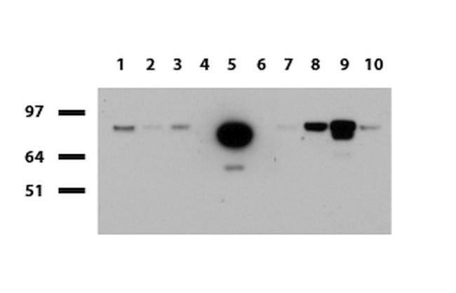 FOLH1 Antibody in Western Blot (WB)