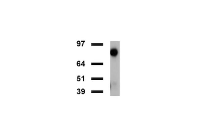 FOLH1 Antibody in Western Blot (WB)