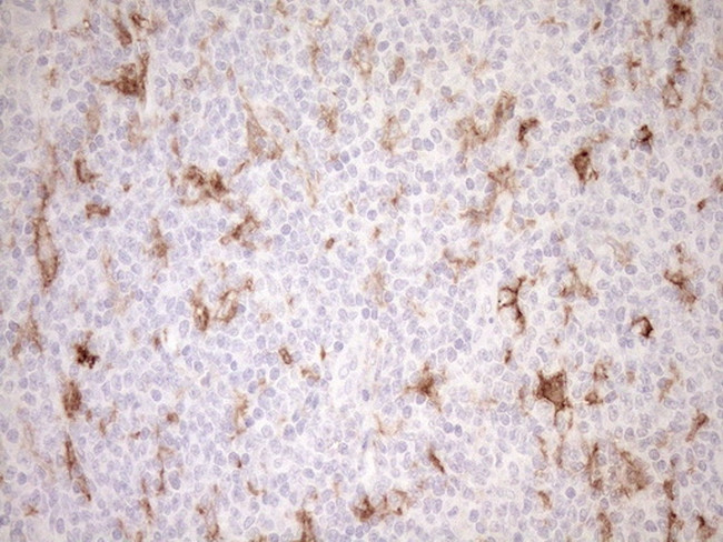 FOLR2 Antibody in Immunohistochemistry (Paraffin) (IHC (P))