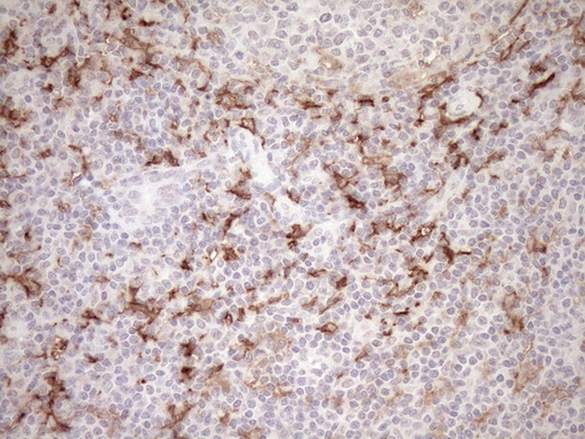 FOLR2 Antibody in Immunohistochemistry (Paraffin) (IHC (P))