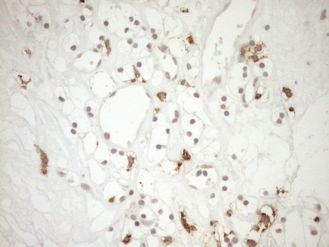 FOLR2 Antibody in Immunohistochemistry (Paraffin) (IHC (P))