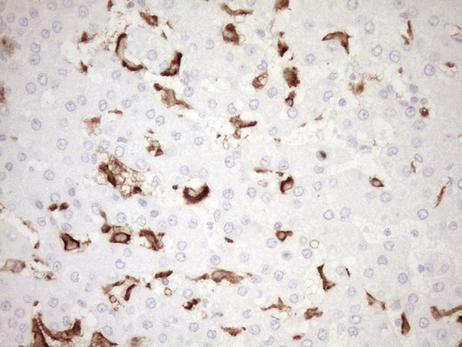 FOLR2 Antibody in Immunohistochemistry (Paraffin) (IHC (P))