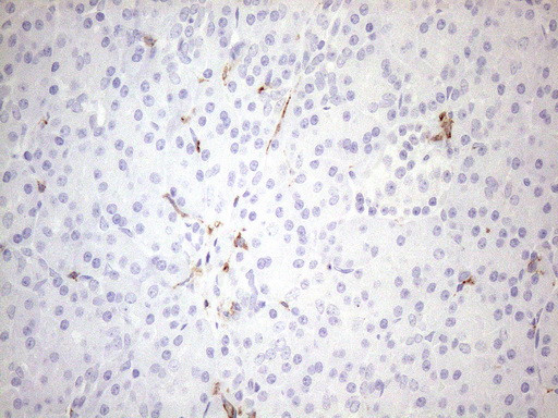 FOLR2 Antibody in Immunohistochemistry (Paraffin) (IHC (P))